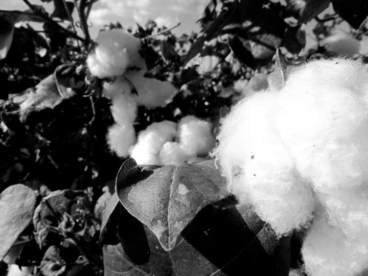 Cotton plants on the way out to West Texas - October 2014