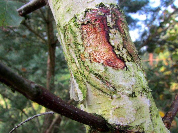 Niederrad, Germany- October 2014