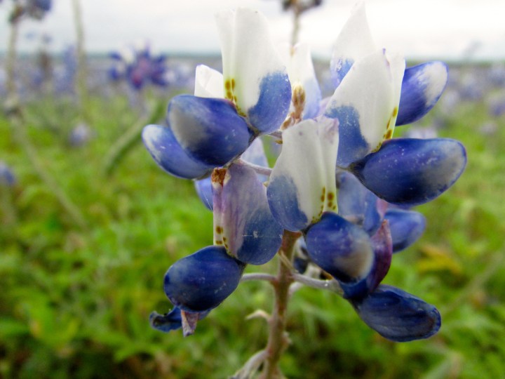 Bluebonnets at Black Rock Lake Park, Texas - April 2015