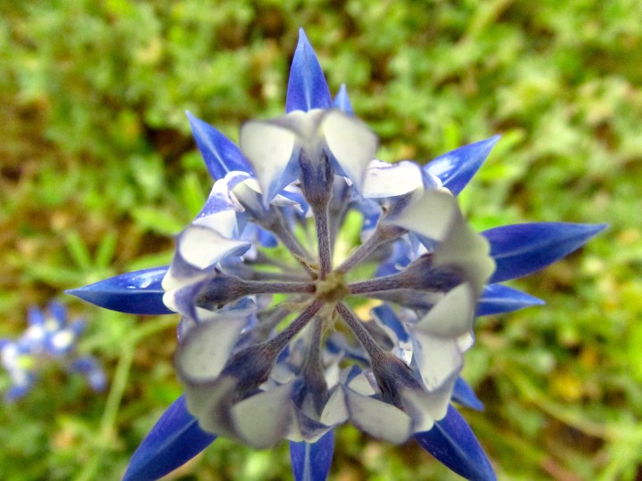Bluebonnets at Black Rock Park, Texas - April 2015