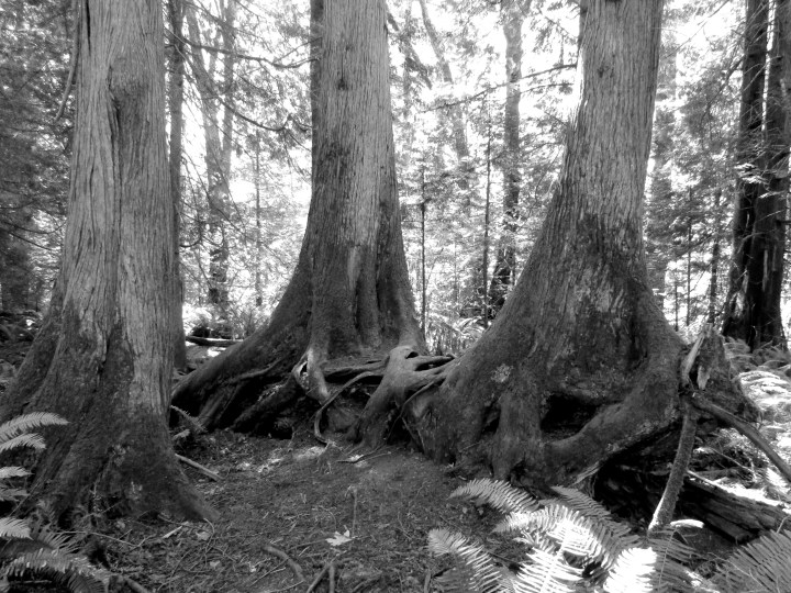 Whatcom Falls National Park in Bellingham, Washington - June 2015