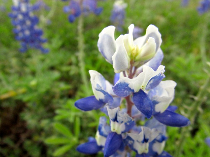 Bluebonnets at Black Rock Park, Texas - April 2015